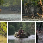 সুন্দরবনের প্রাণীজগত